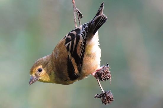 Goldfinch feeding on seedheads in Duke Gardens